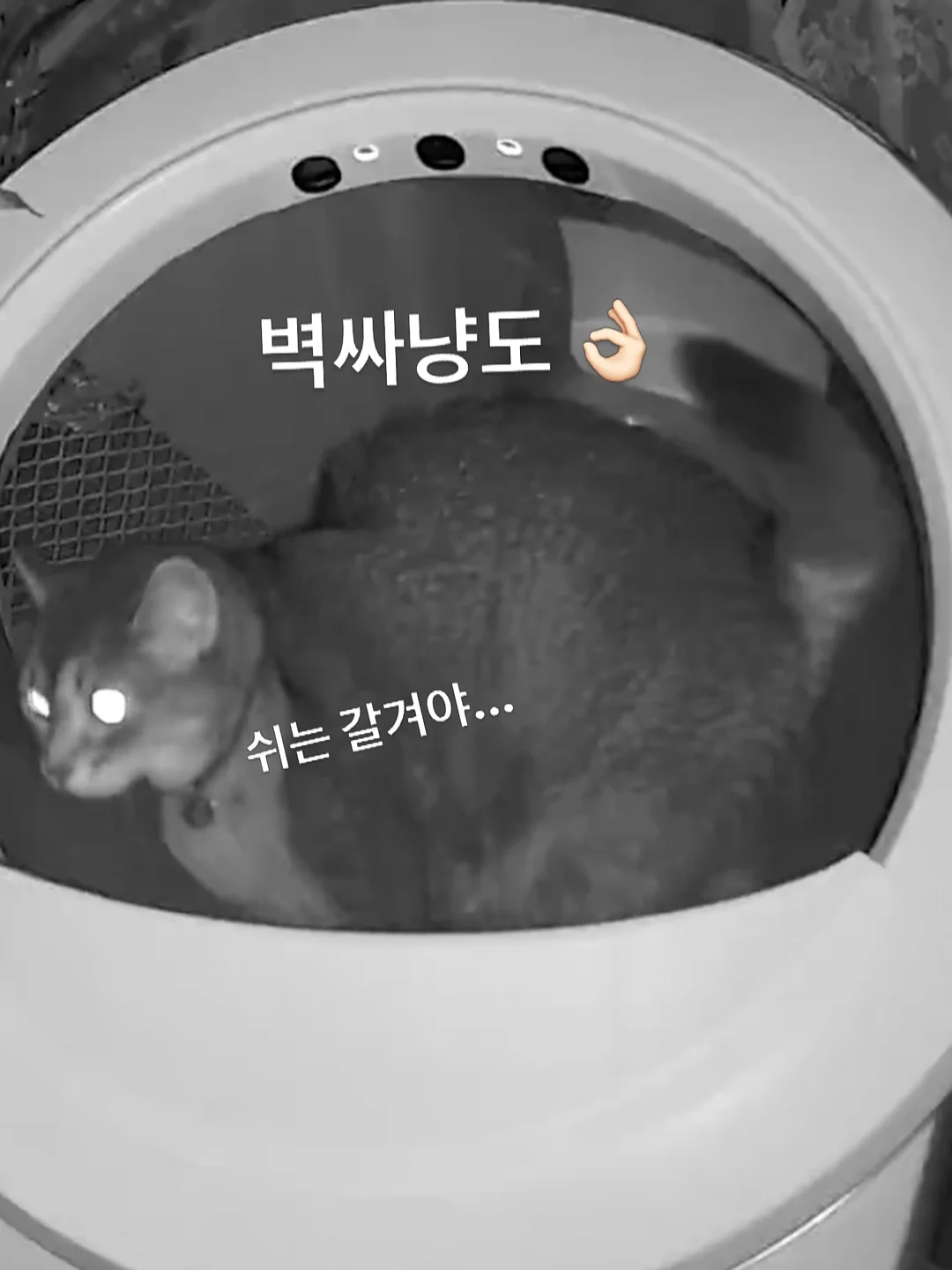 호주 워홀 6