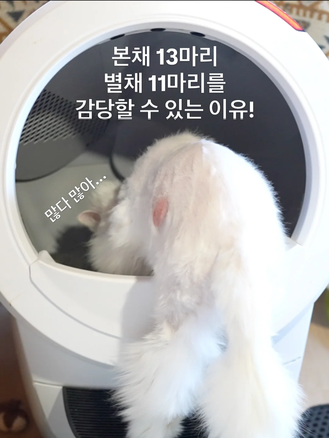 호주 워홀 8