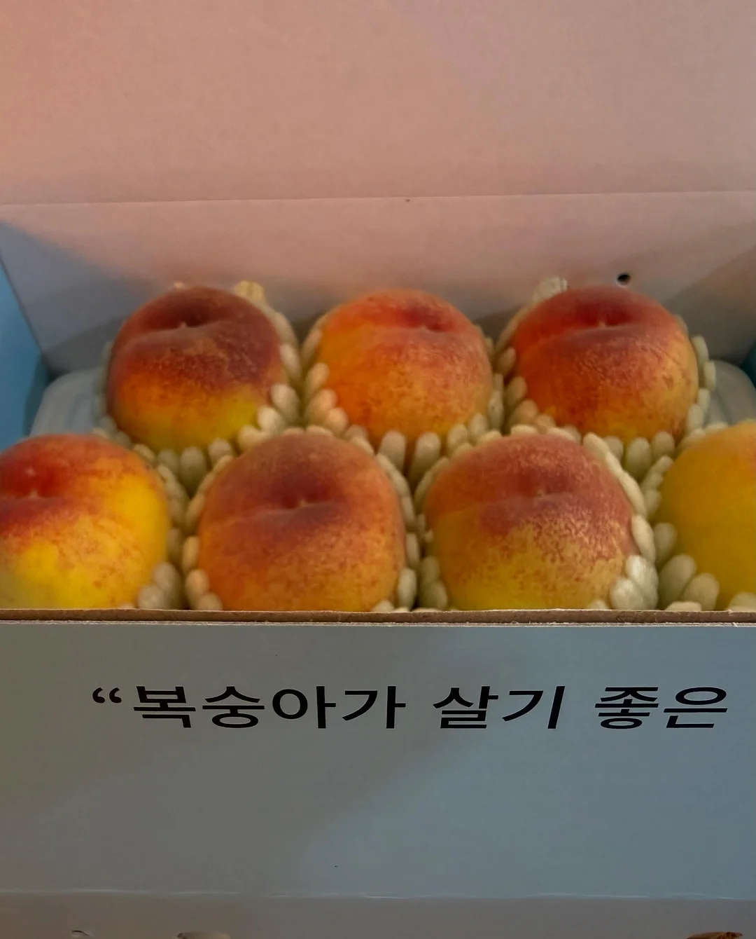 비레디 오일캡처 올인원 로션 5