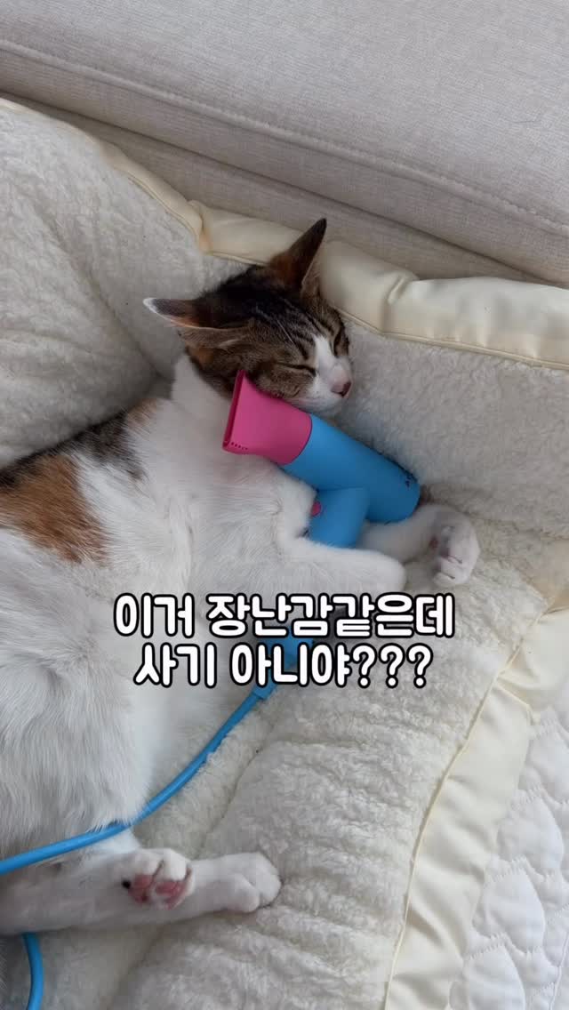 만나지않은 쌍둥이
