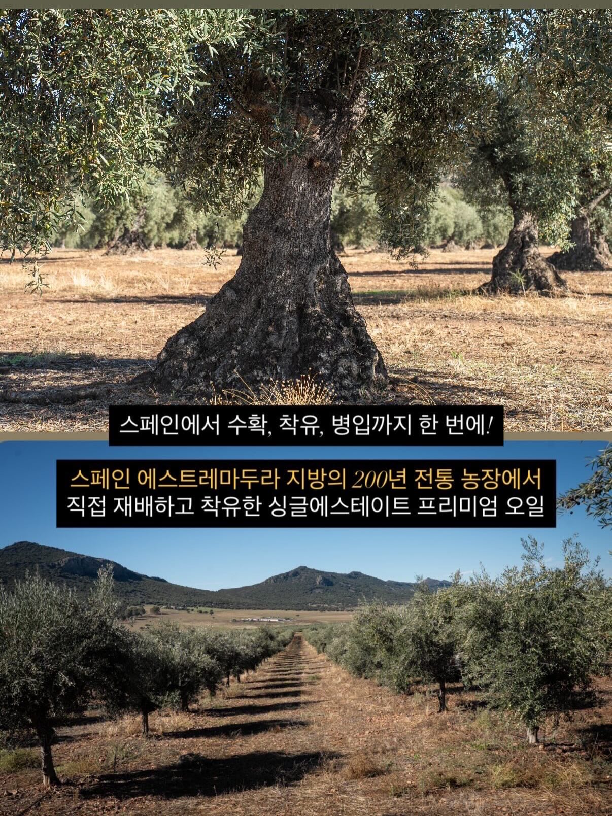 황금 프롬프트 8