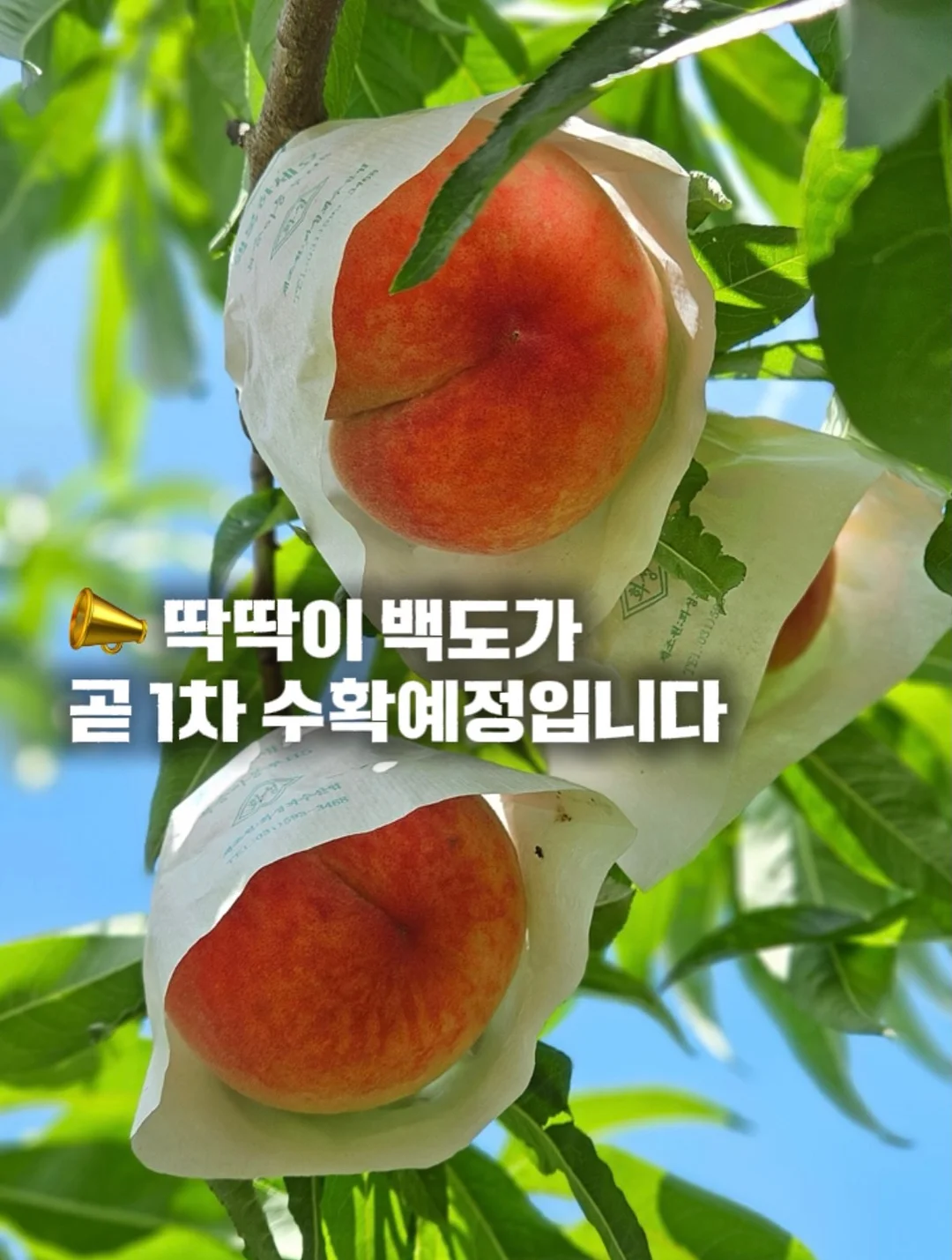 멀티 쿠커 3