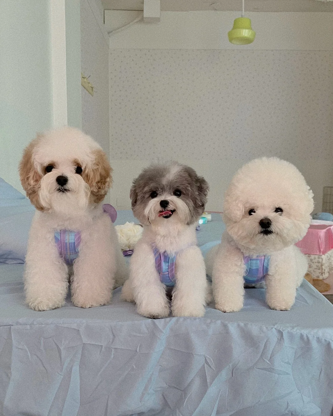 갸또 쇼콜라 레시피북 1
