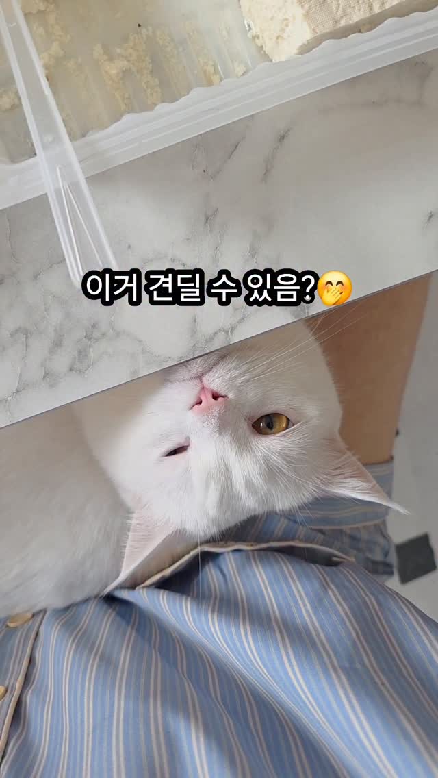 면도