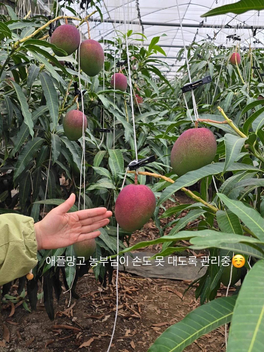 페리페라 무드 글로이 틴트 키 4
