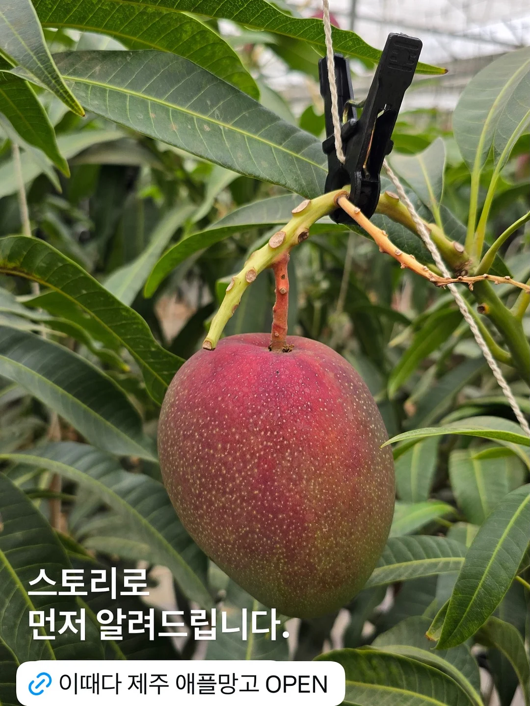 페리페라 무드 글로이 틴트 키 6
