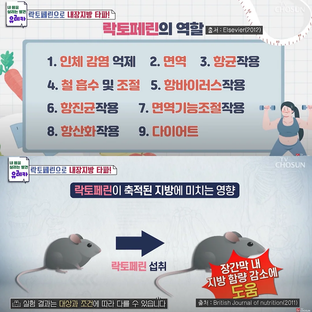 고양이 숨숨집 2