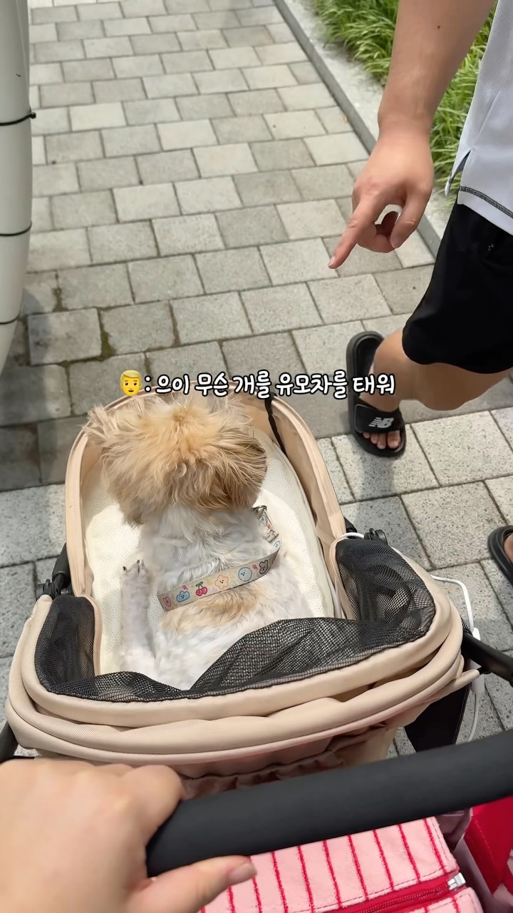 면 거즈이중지 솜사탕