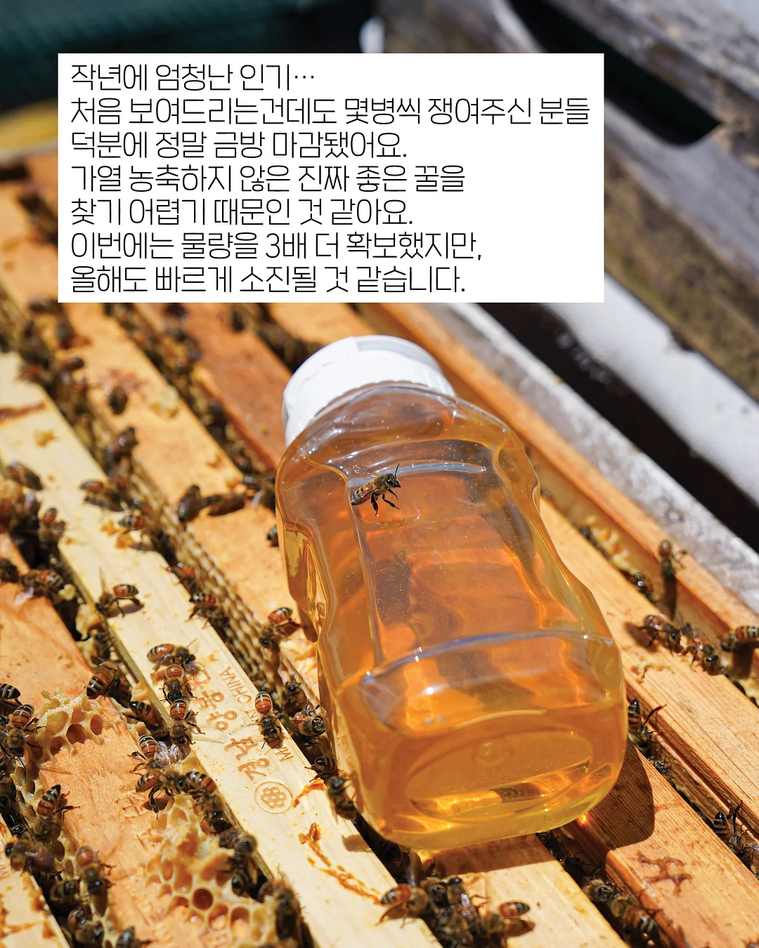 강아지 계단 12