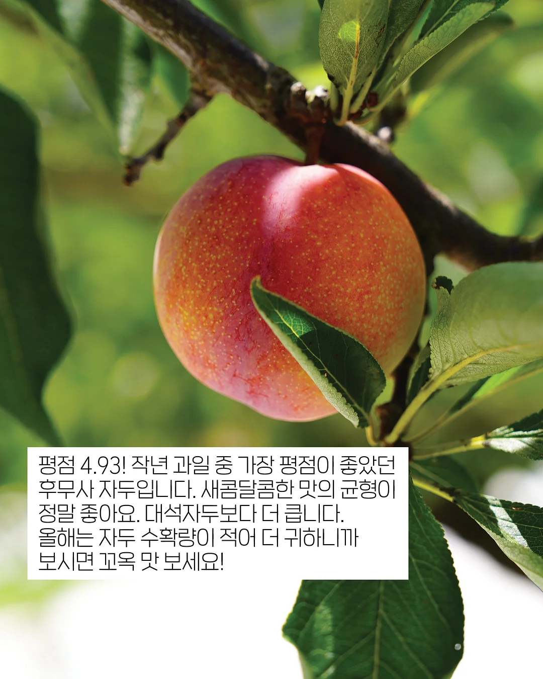 강아지 계단 5