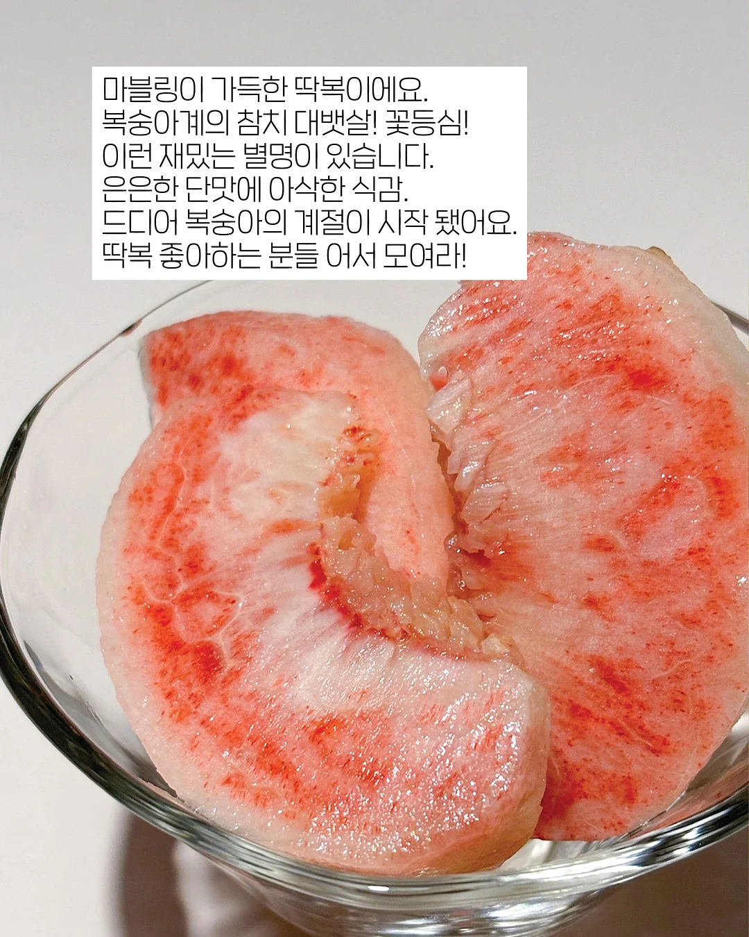 강아지 계단 9
