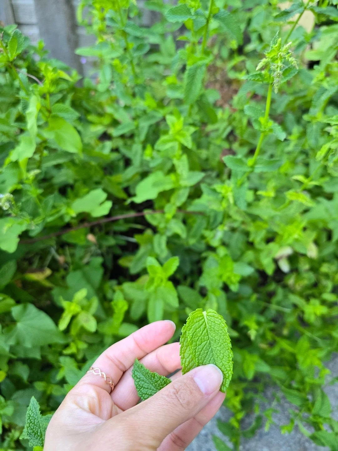 톤업 선크림 3