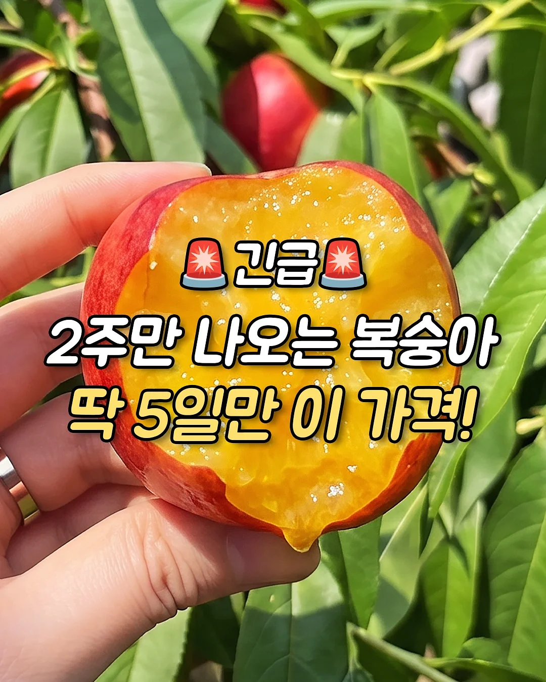 특별한 과일 1