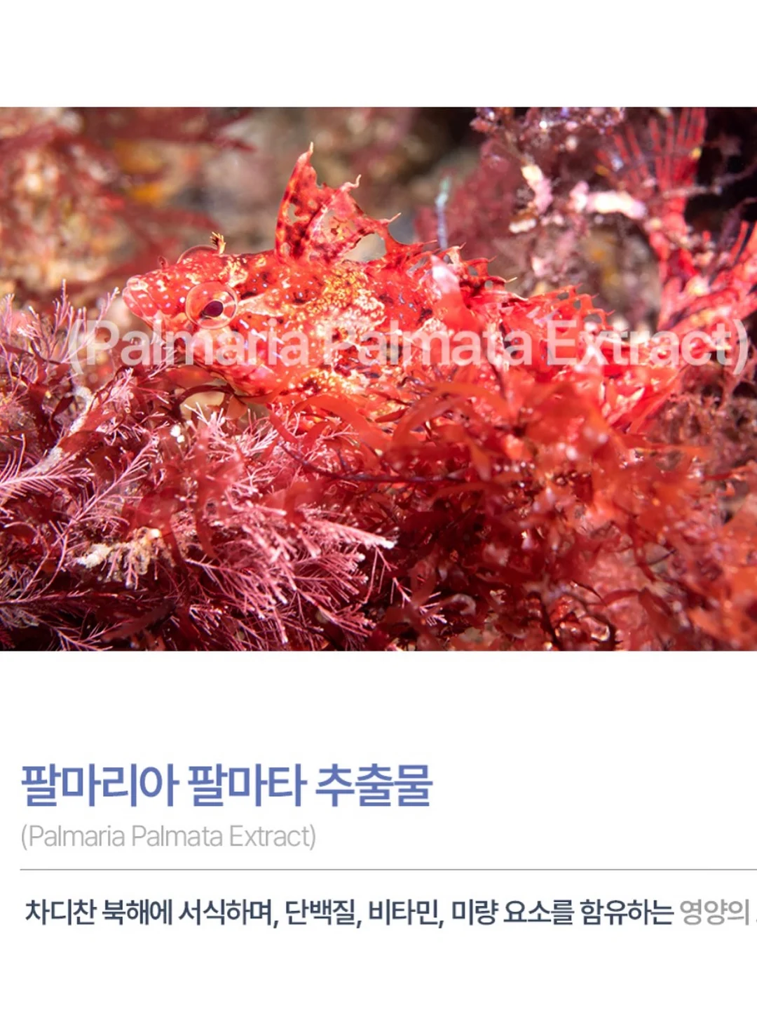 샌즈펀칭팬츠 14