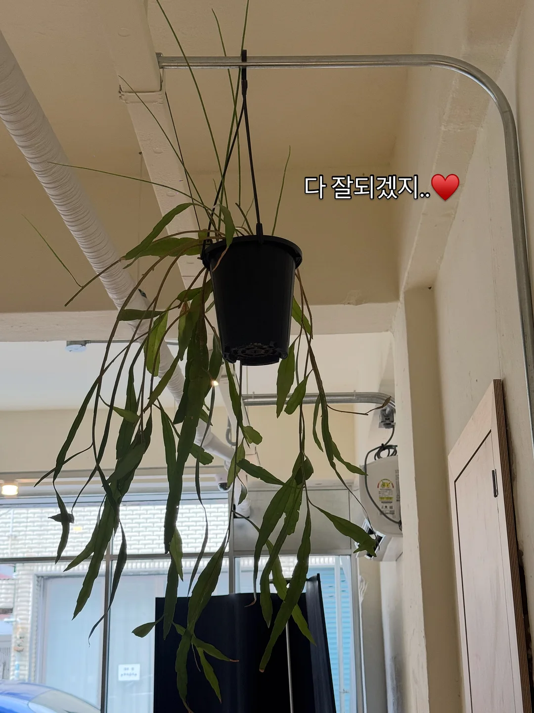 우이로우 화과자 9
