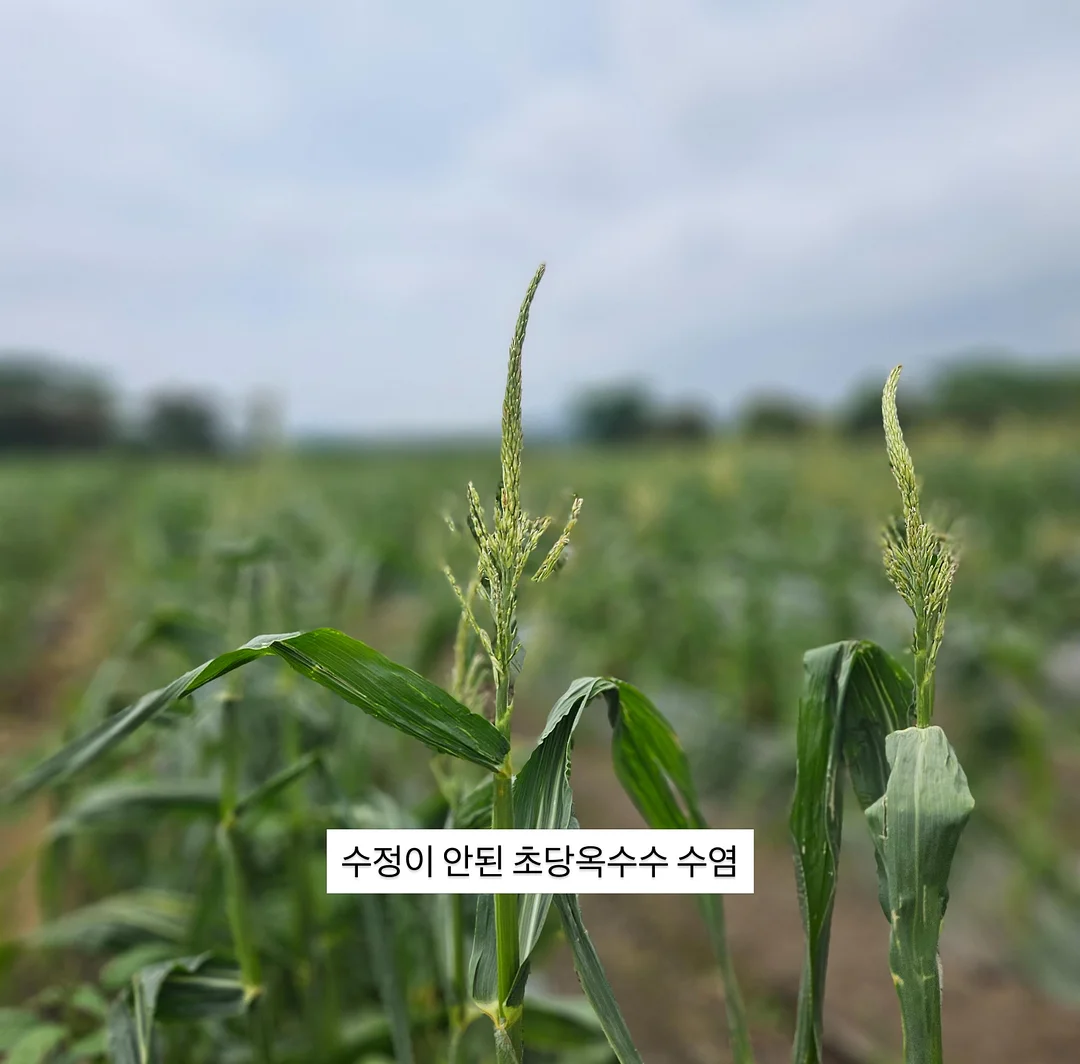 대파 신선도 유지 용기 2