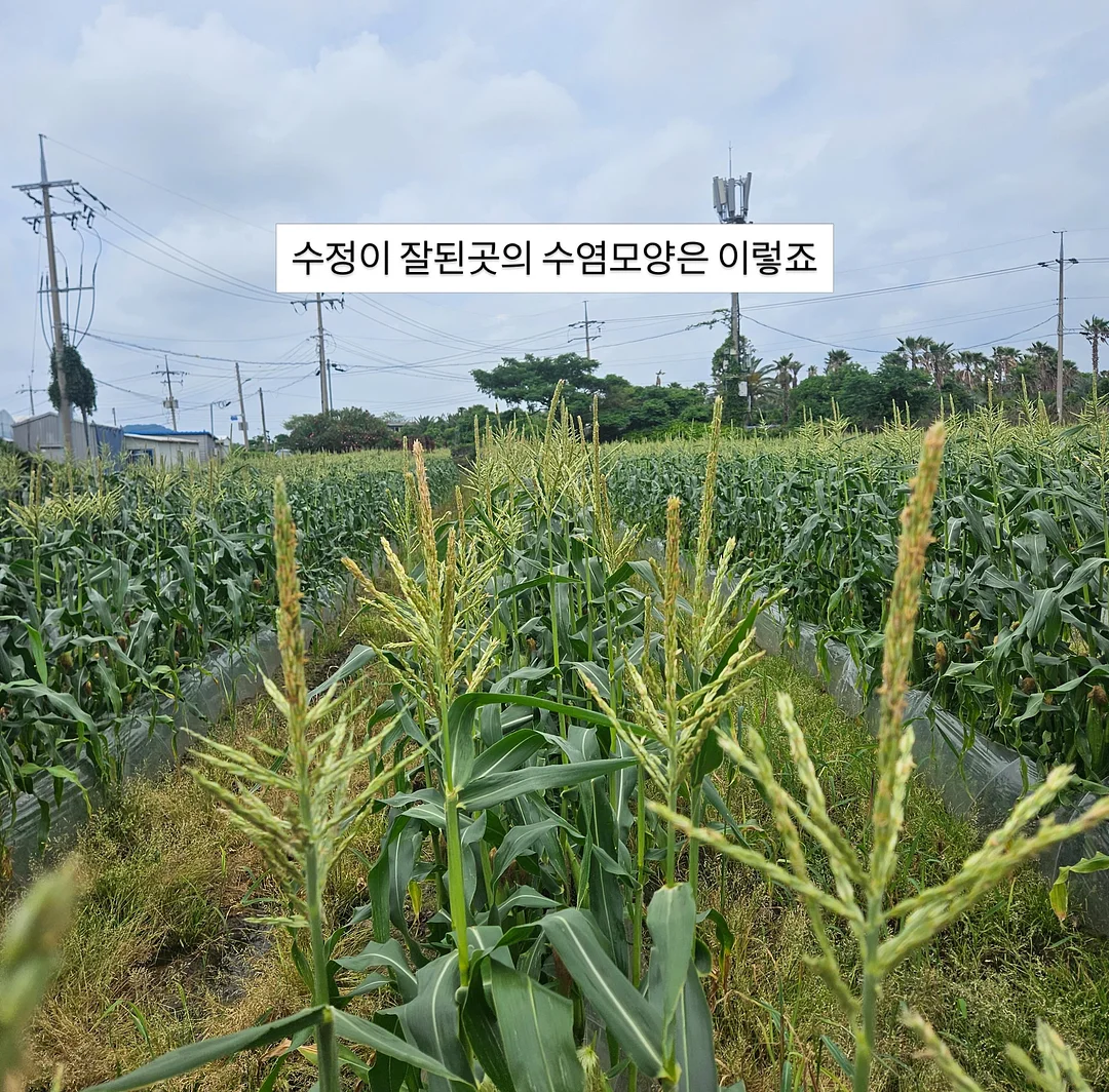 대파 신선도 유지 용기 4