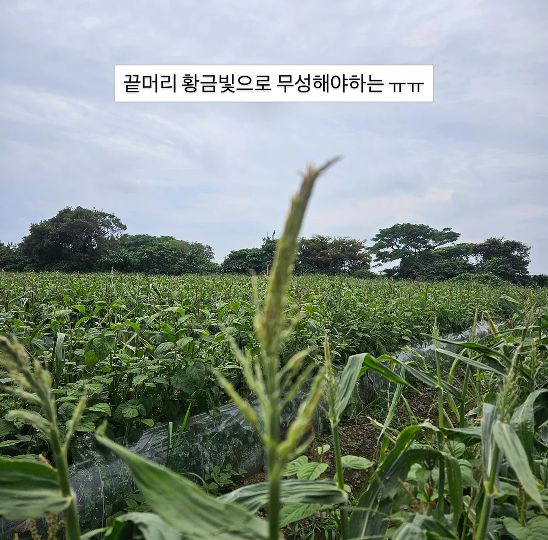 대파 신선도 유지 용기 5