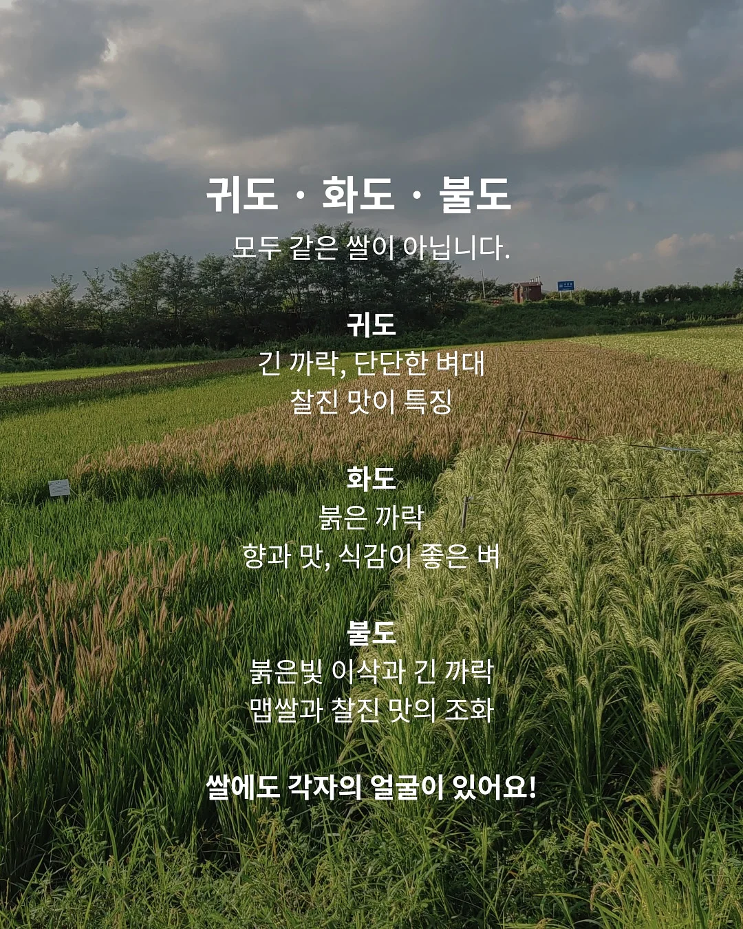 멜멜 베베룩 5