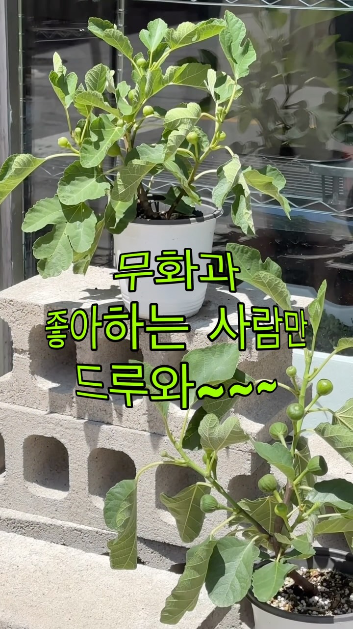 하진 루틴 오메가3 주니어 파워칵테일 액티바이즈 젤슈츠