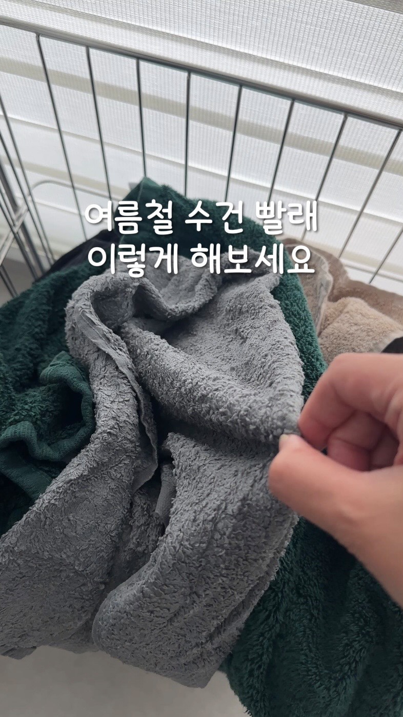 머랭고 아이비