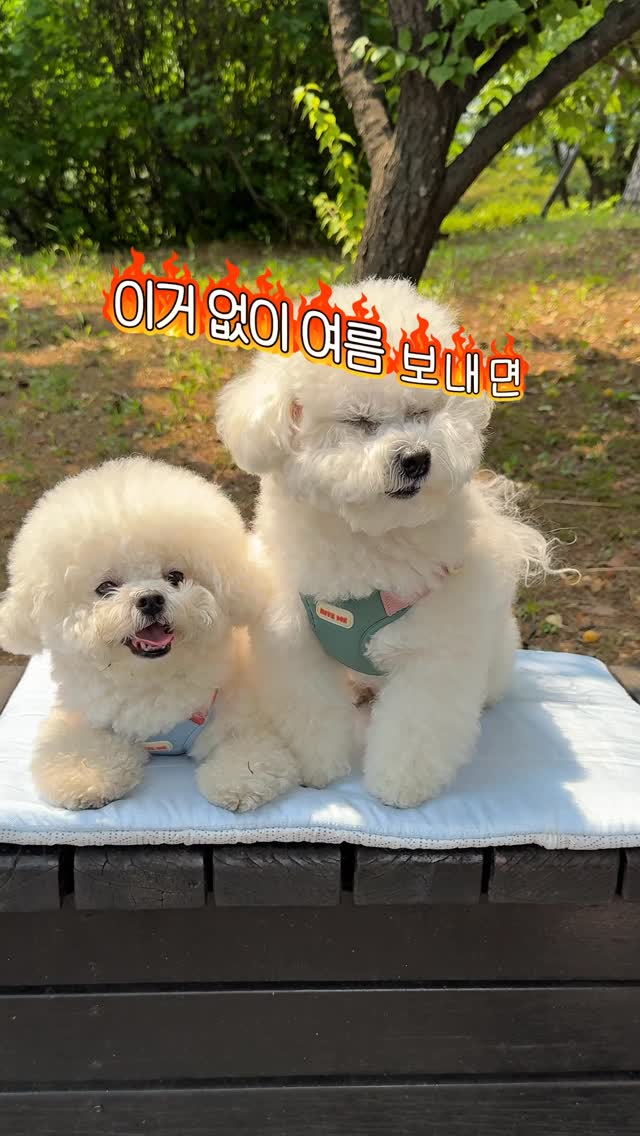 플리브미 키즈 헤어 미스트