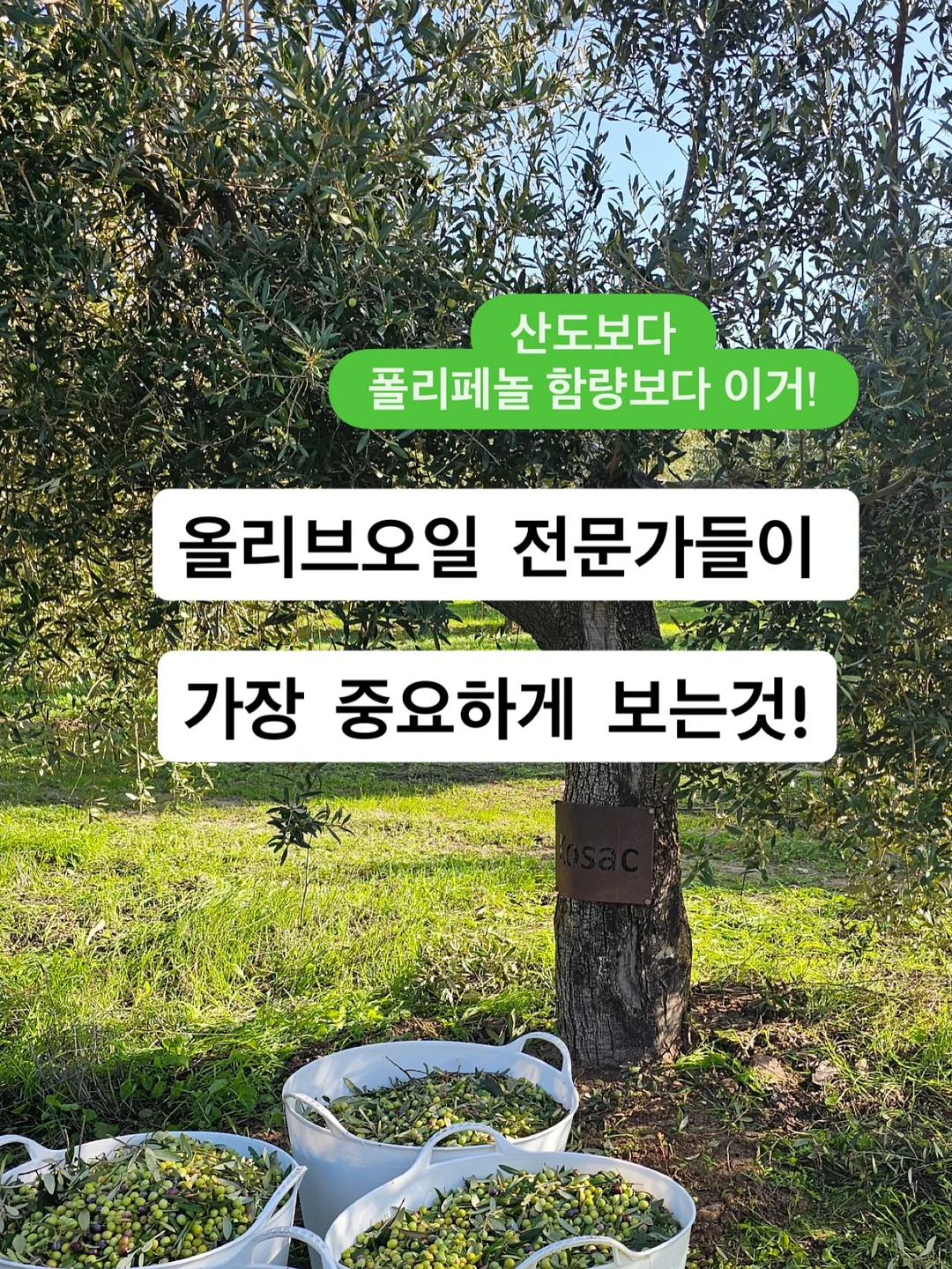 초록 루틴 재료 및 도구 1