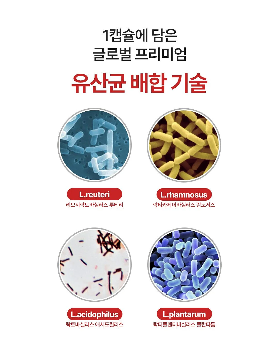 피클 딥소스 5