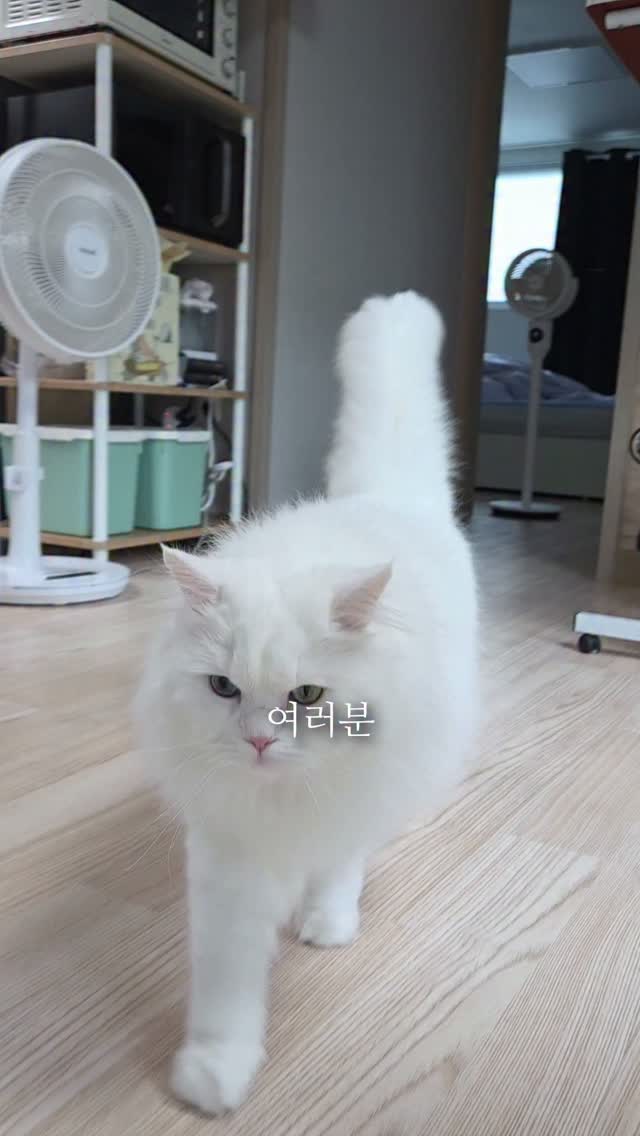 배색 레터링 브이넥 루즈핏 티셔츠