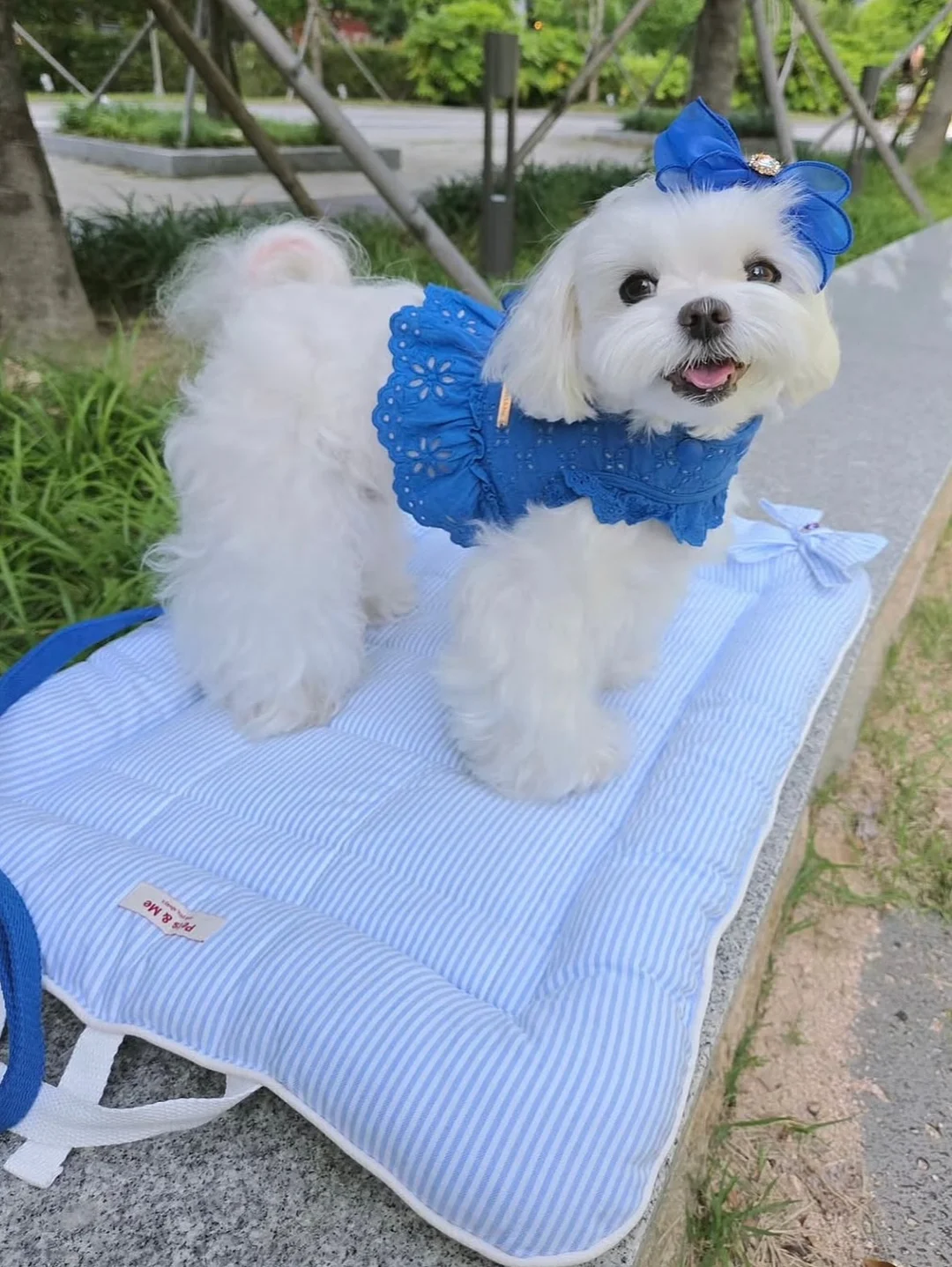 드라이 콜라겐 팩 8