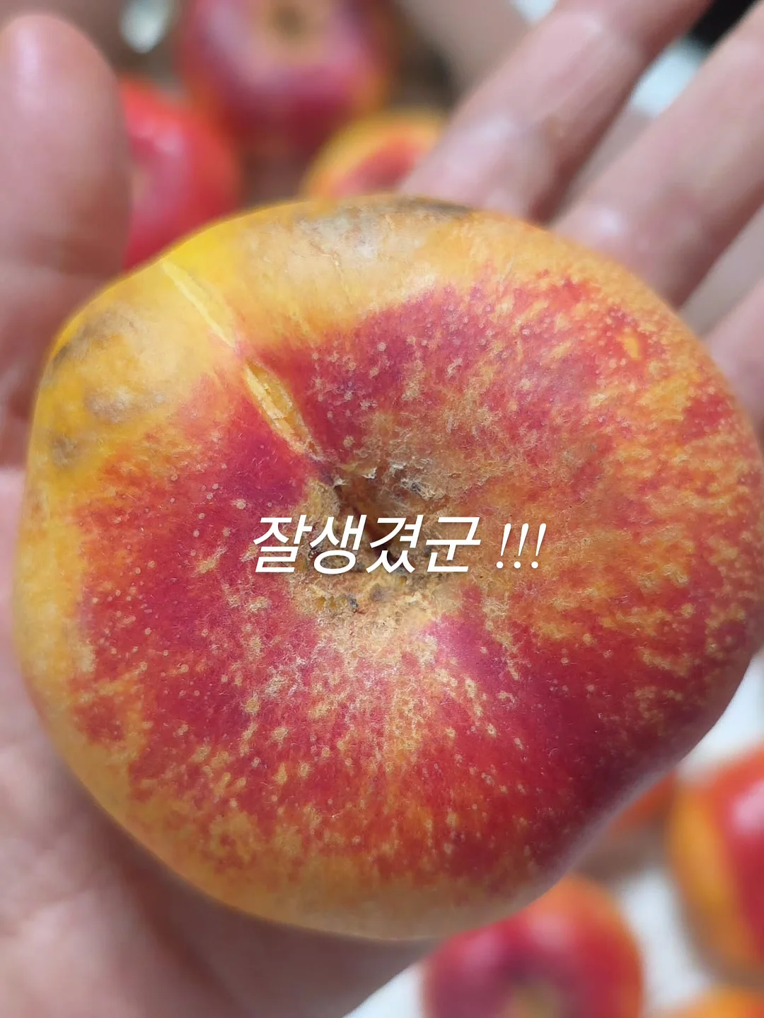 파라부트 미카엘 4