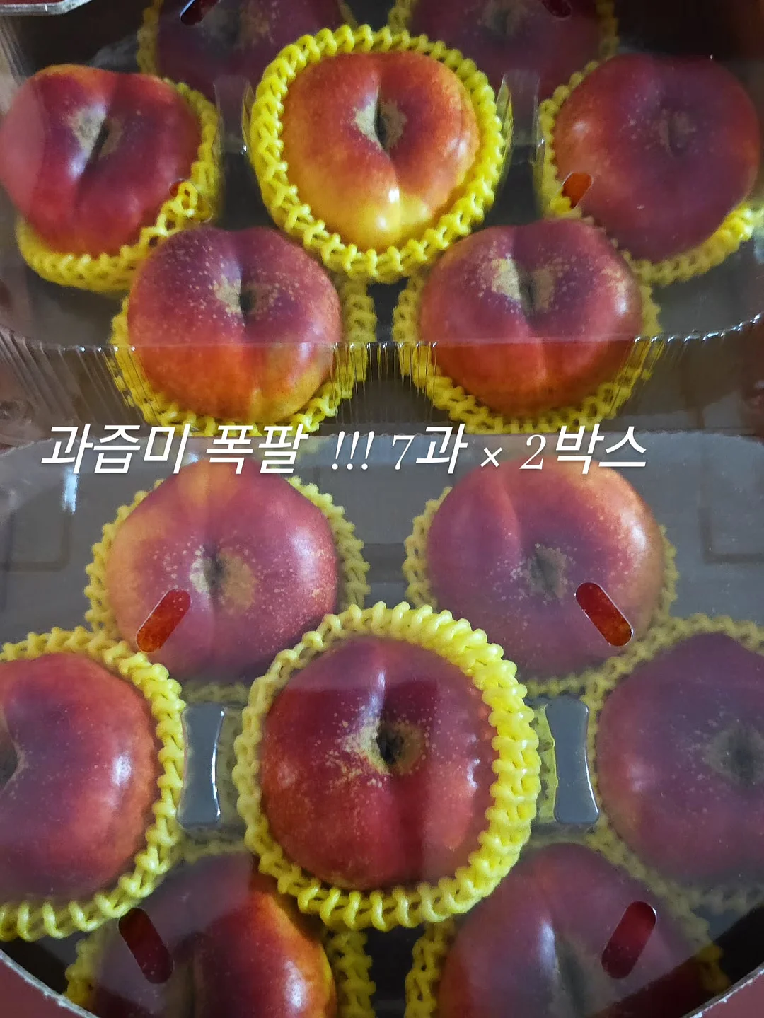 파라부트 미카엘 8