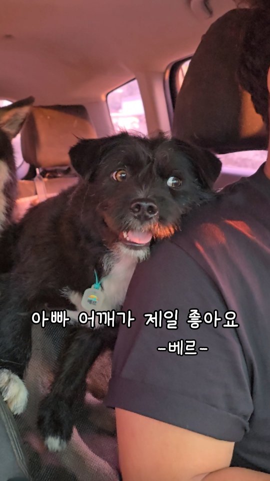 망고패션케이크