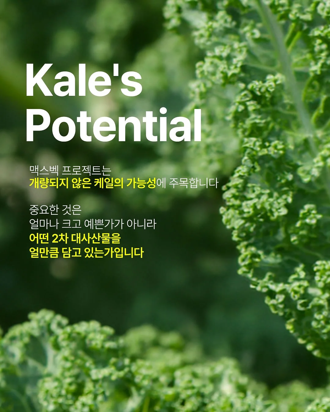붓기캔디 12
