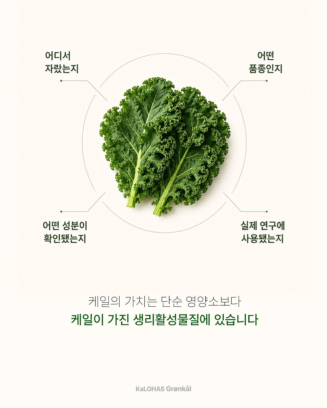 붓기캔디 5