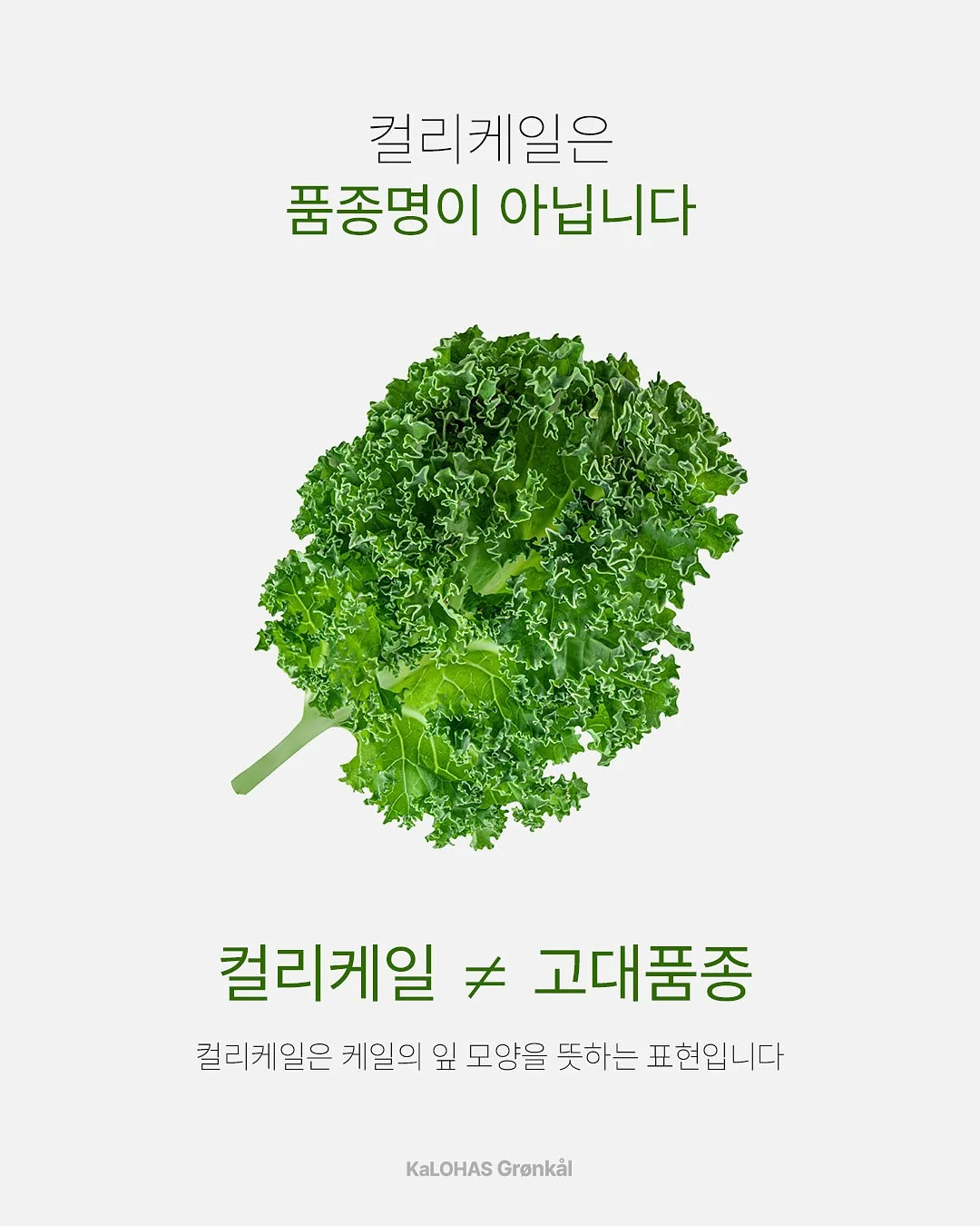 붓기캔디 6