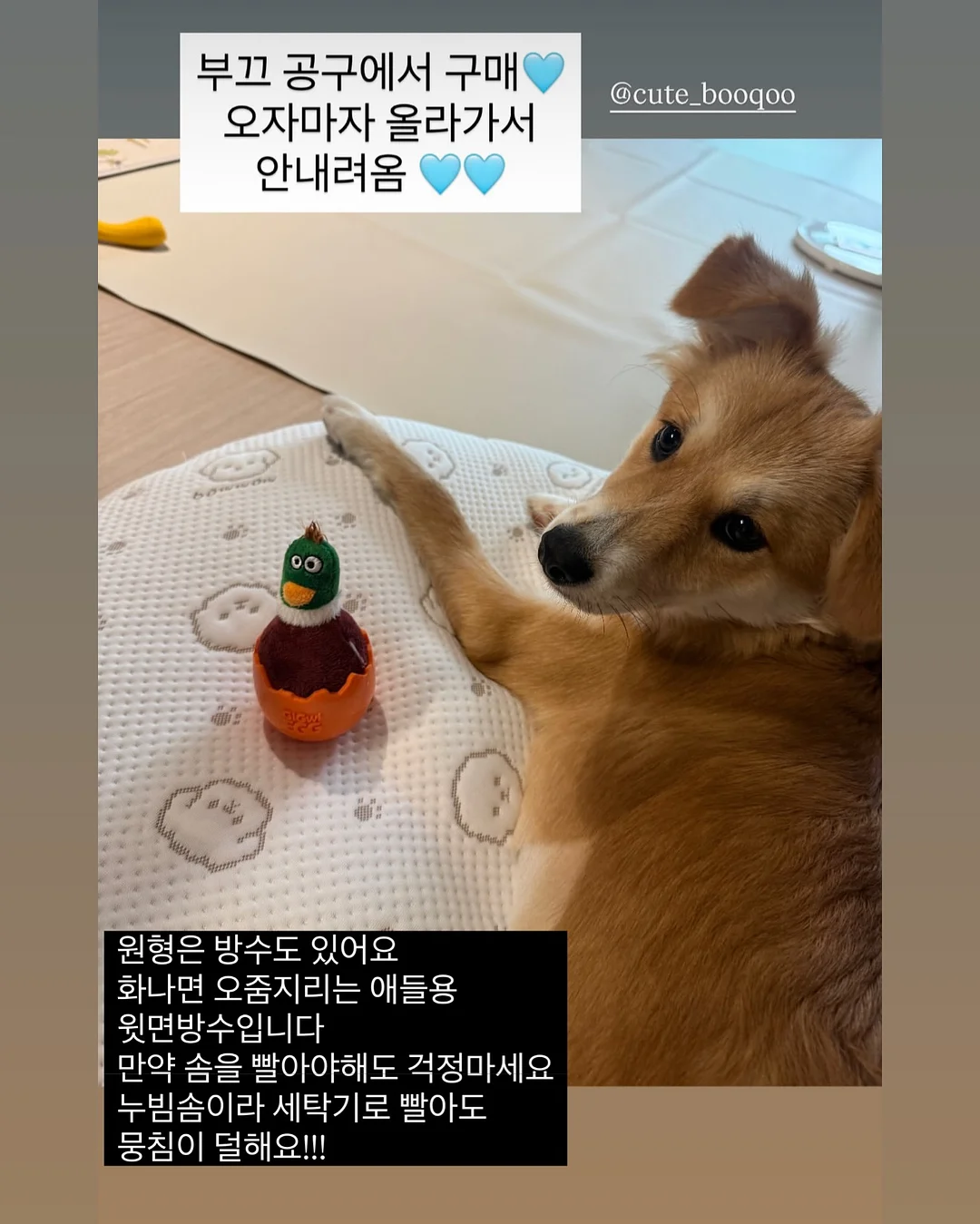 상견례 케이크 13