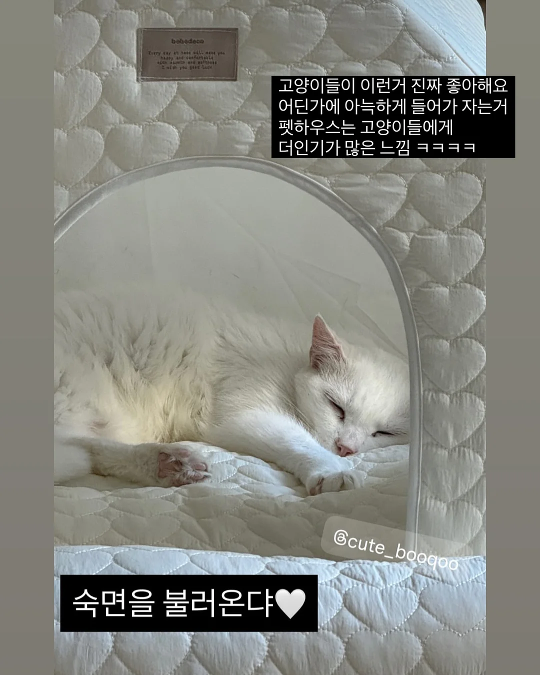 상견례 케이크 20