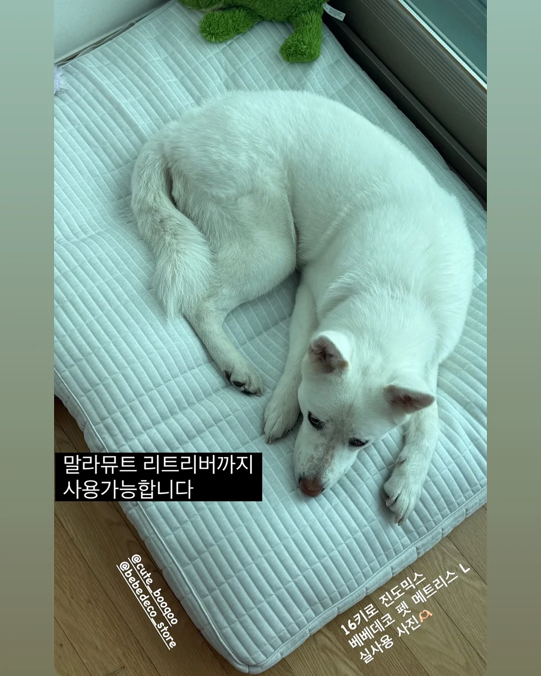 상견례 케이크 4