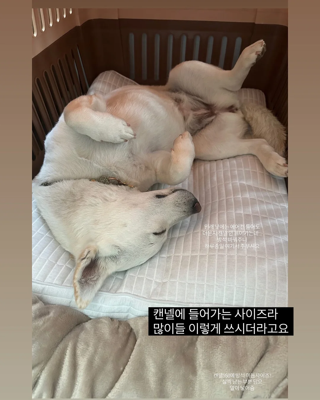 상견례 케이크 7