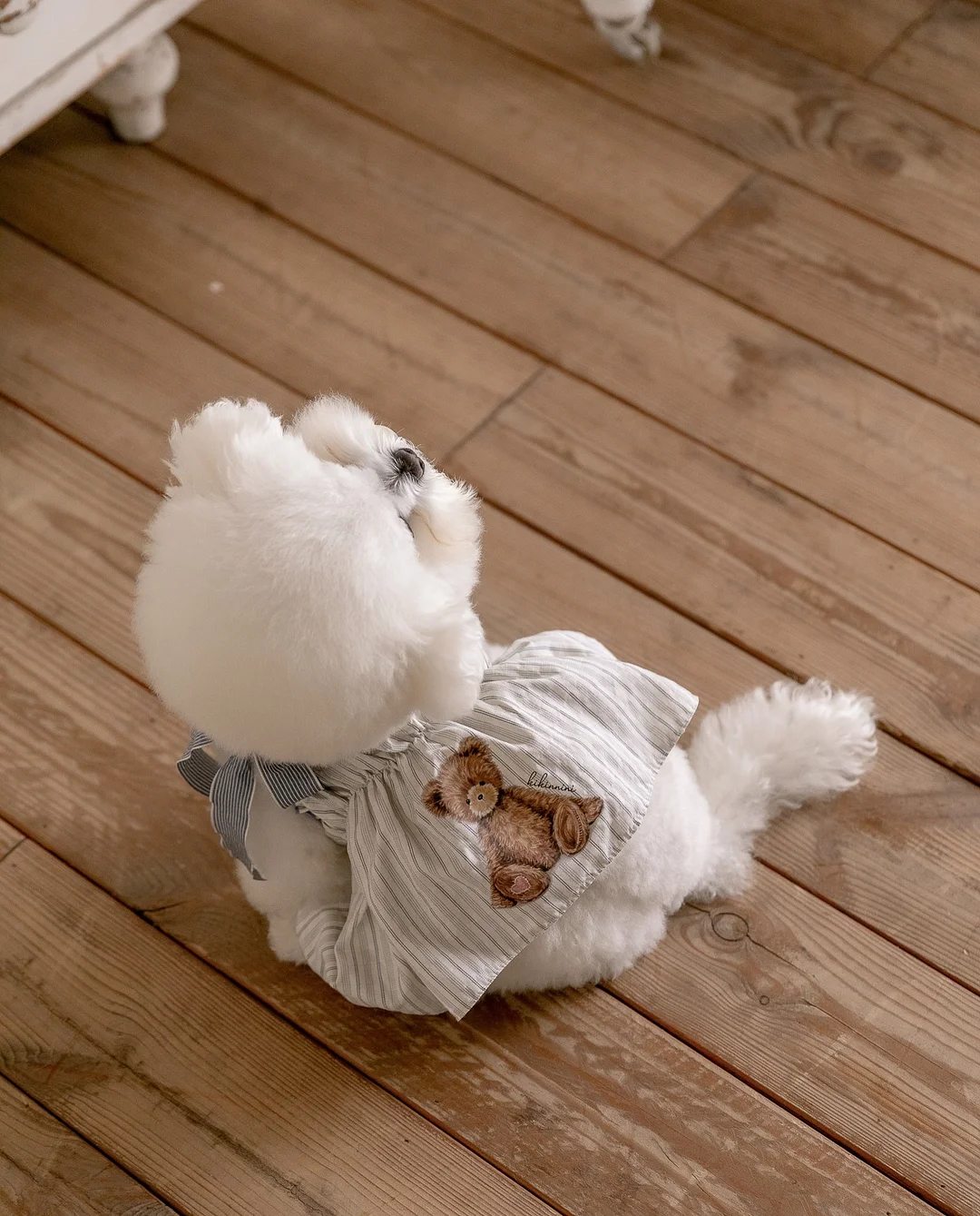 윤샘의 고양이 상담소 6