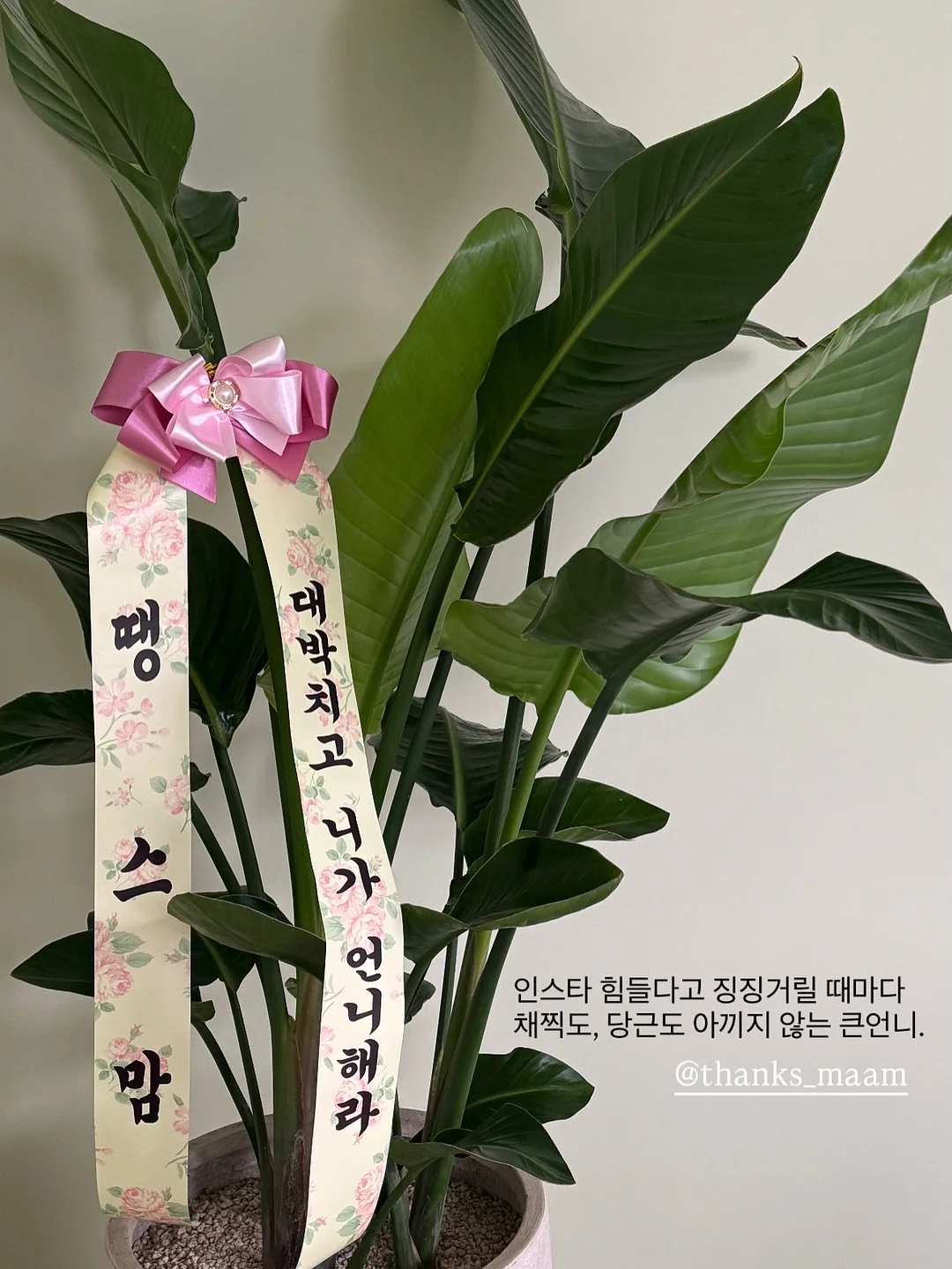 유안맘마 5월 공구 16