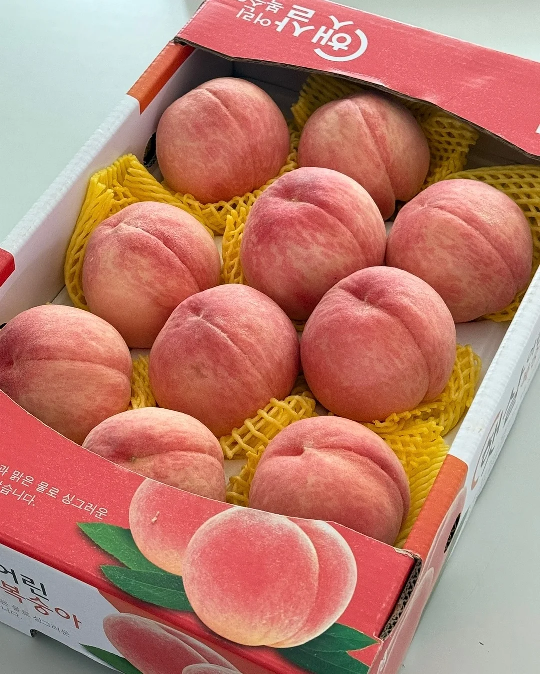 베리롯드 3