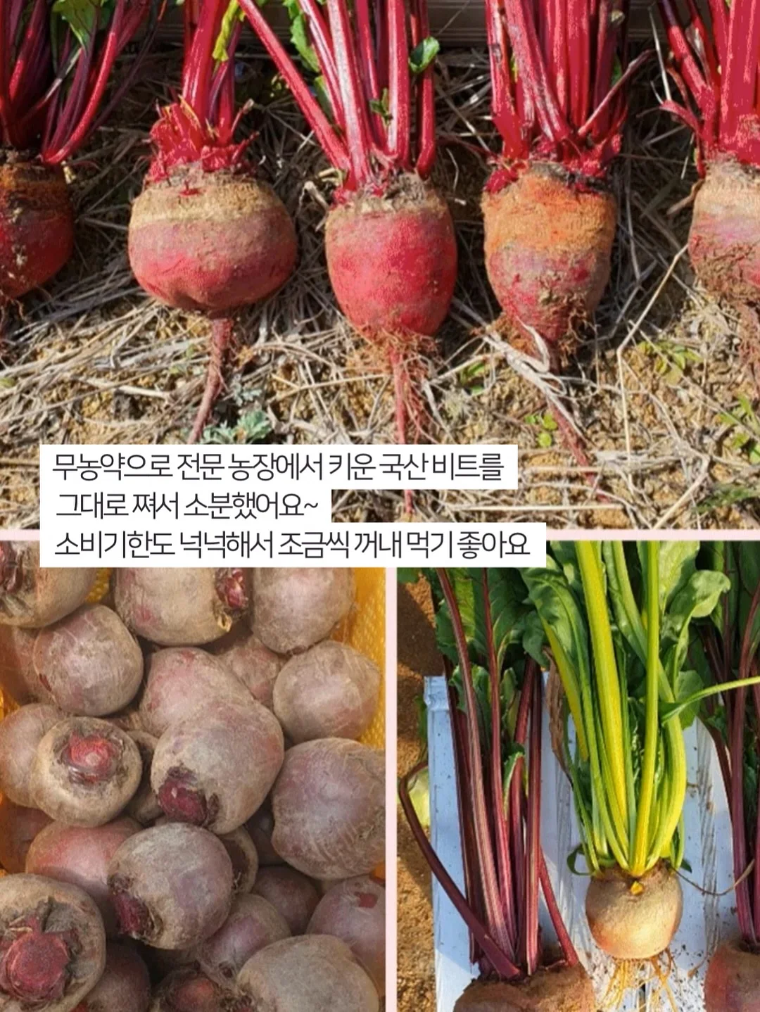마이키즈 플러스 로션 10