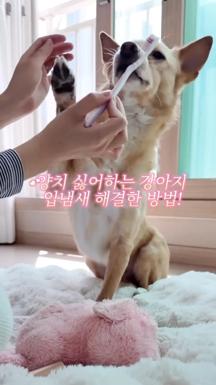 핀트 멤버십