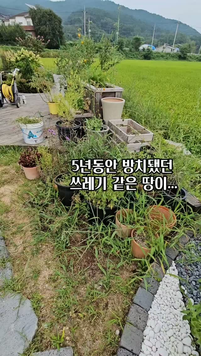 안드레모리스 스페셜