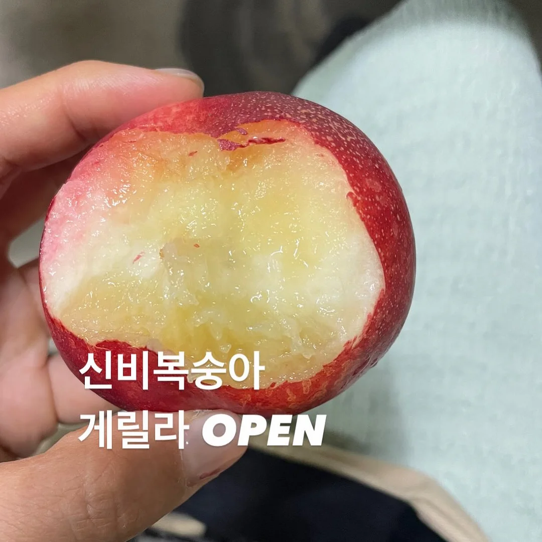 필리밀리 포켓몬 에디션