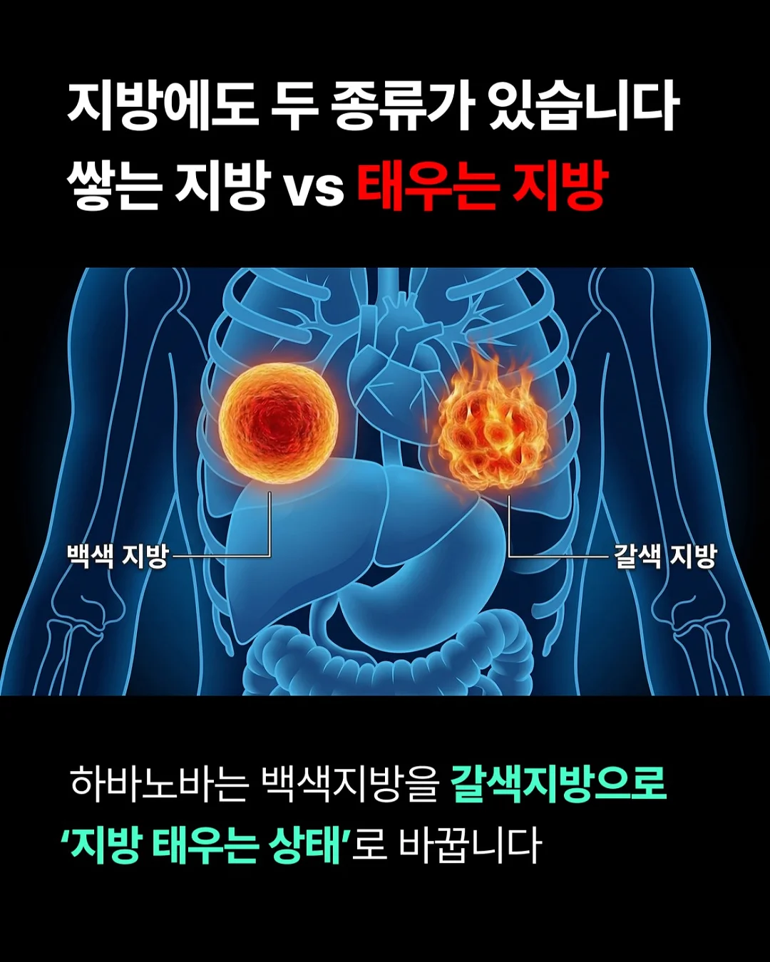 물개 물놀이 장난감 19