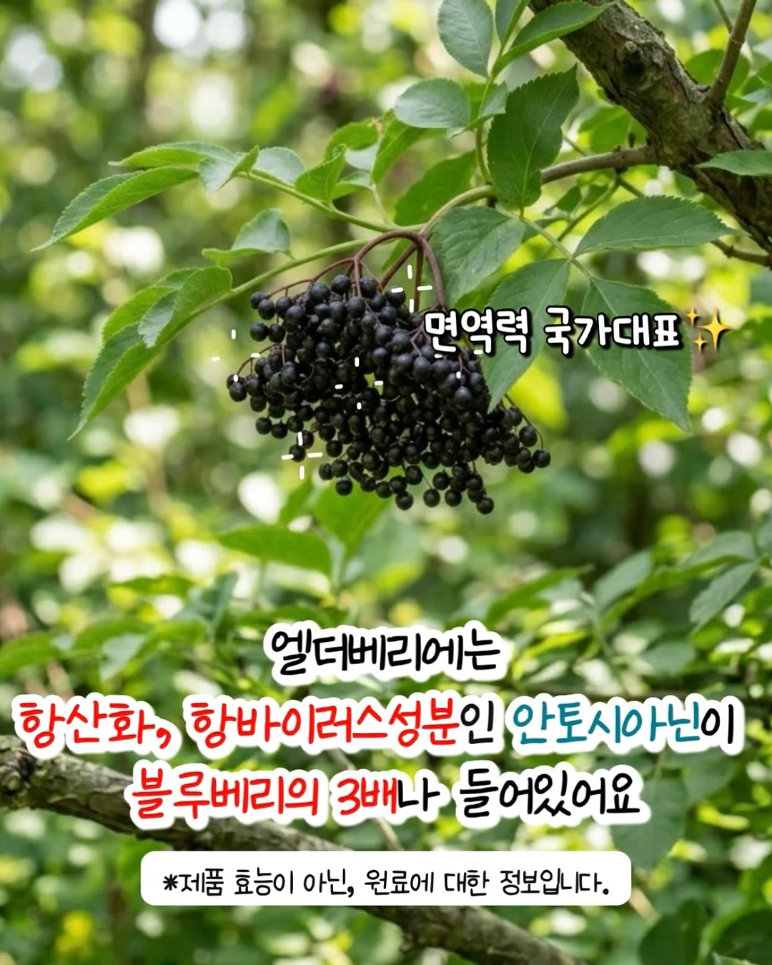 가르쳐줘, 집사 한정판 5