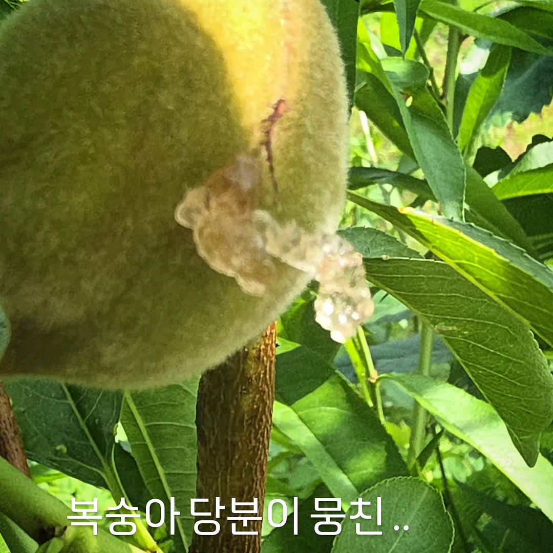 면역 염증 관리 4